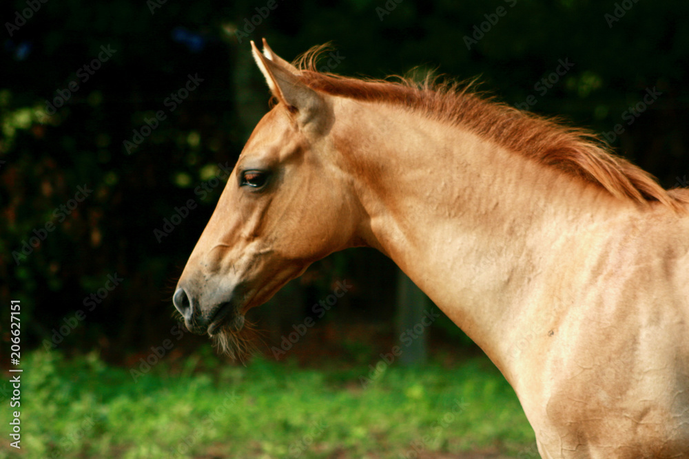 Stunning Red Dun Foal with Black Background Stunning Red Dun Foal with Black Background