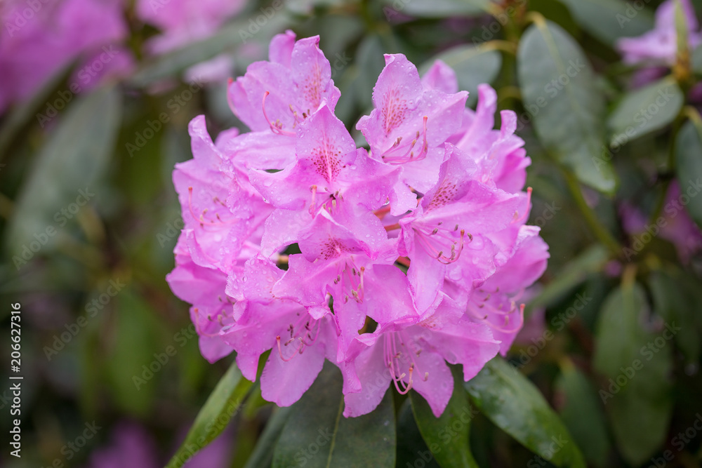 Pink Rhododendron in full bloom Pink Rhododendron in full bloom