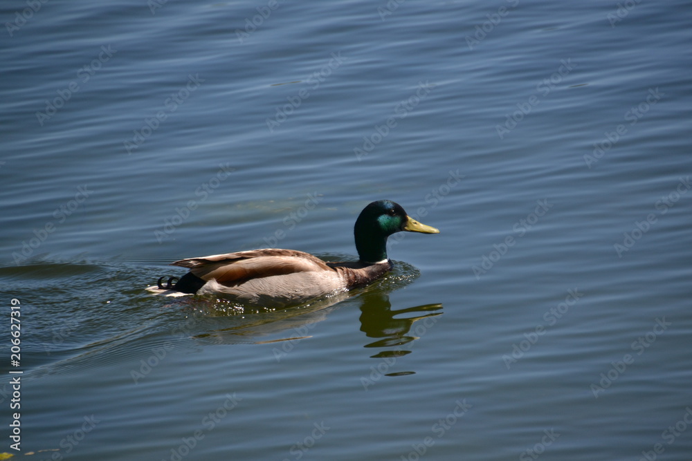 Fototapeta premium Male Mallard going for a Swim