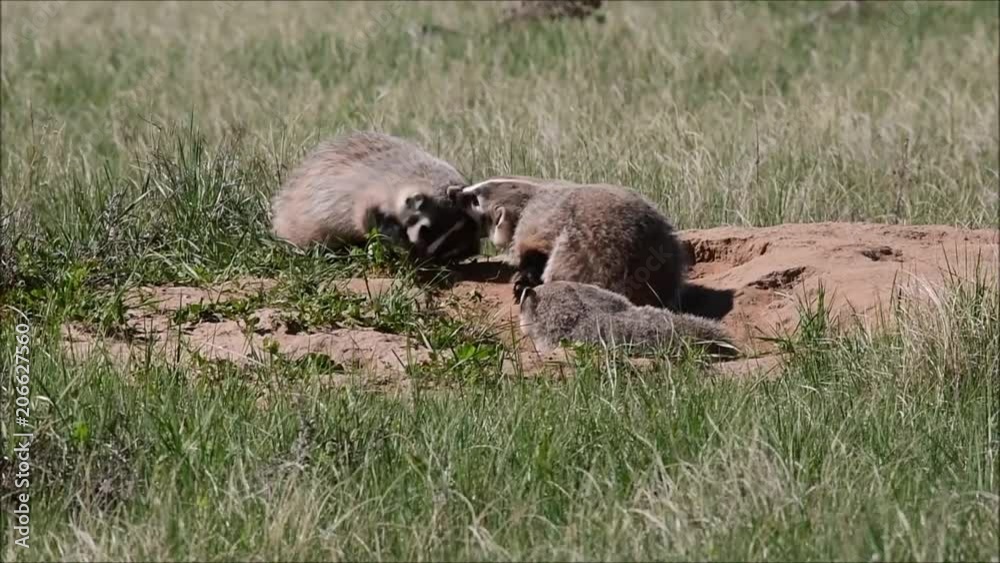 Adorable Badger Cubs Playing by Their Den Adorable Badger Cubs Playing by Their Den