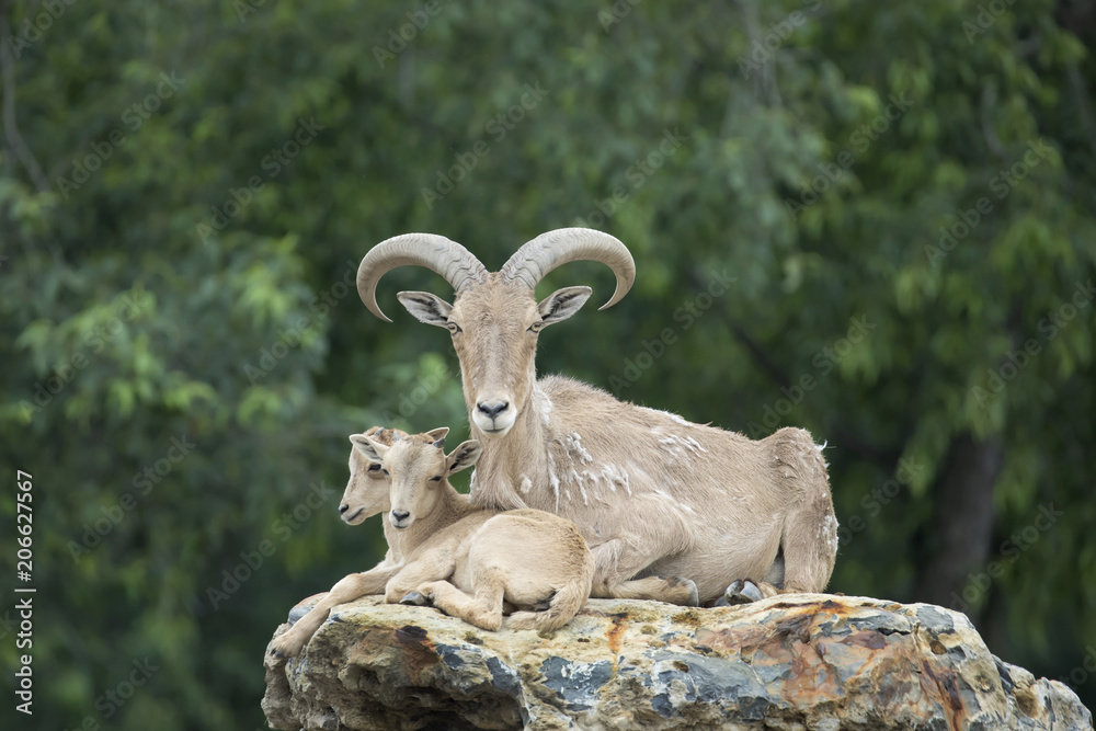 Obraz premium Aoudad (Barbary Sheep) Mother and Two Baby Lambs