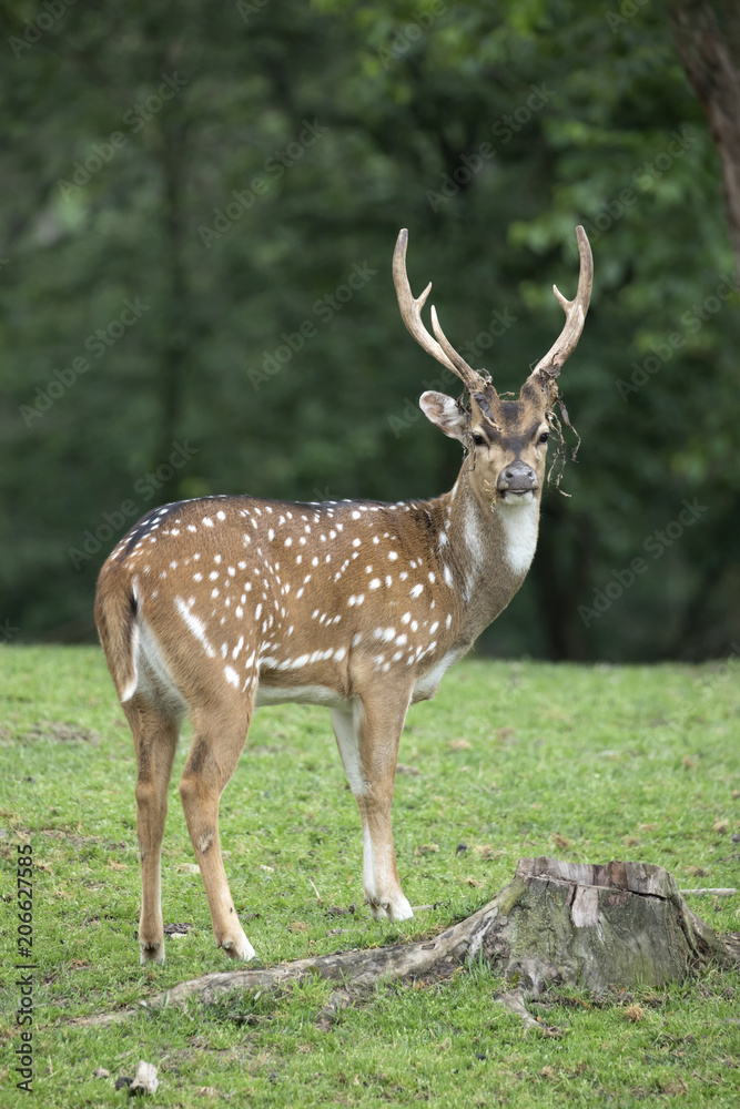 Male Axis Deer (Chital) with dried felt hanging from antlers Male Axis Deer (Chital) with dried felt hanging from antlers