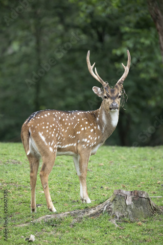 Male Axis Deer  Chital  with dried felt hanging from antlers