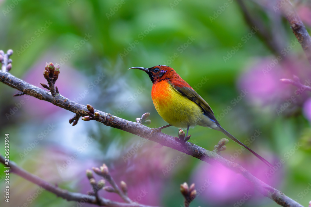 Mrs. Gould's Sunbird or Aethopyga gouldiae, beautiful red bird perching on branch with green background and pink flower in nature, Wild Himalayan Cherry. Mrs. Gould's Sunbird or Aethopyga gouldiae, beautiful red bird perching on branch with green background and pink flower in nature, Wild Himalayan Cherry.