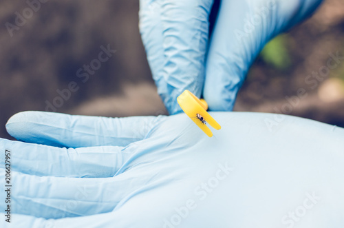 Hands in blue gloves hold a hook with a tick taken from a dog