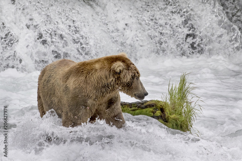 Wallpaper Mural Brown Bear Fishing in Alaskan Waterfall Torontodigital.ca