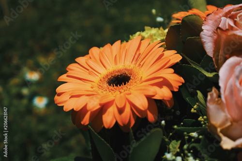 Foto barberton daisy