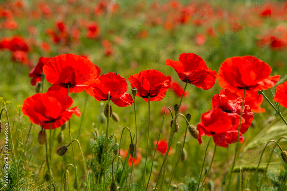 Summer sunset at red field of poppies, gorgeous nature Summer sunset at red field of poppies, gorgeous nature