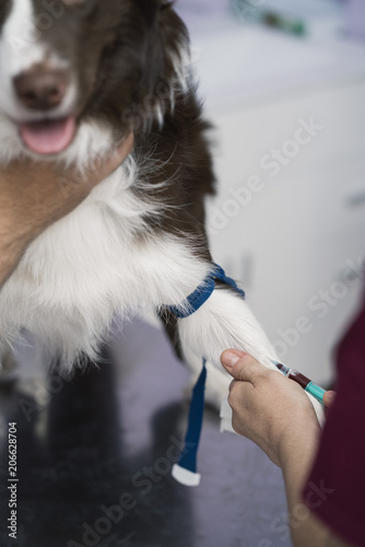 Veterinarian Injected a dog border collie