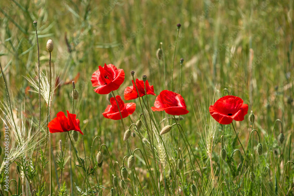 Summer sunset at red field of poppies, gorgeous nature Summer sunset at red field of poppies, gorgeous nature
