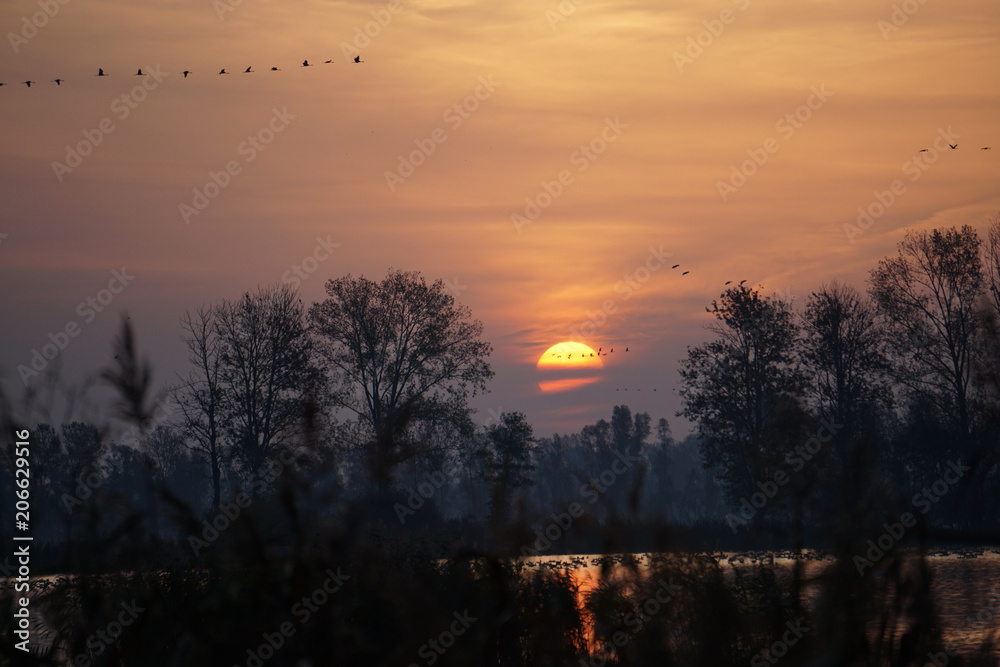 Obraz premium Kranichzug bei Sonnenaufgang