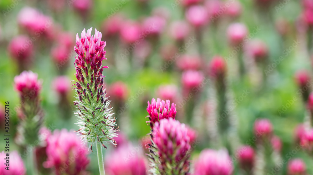 Flower head of crimson clover close-up. Trifolium incarnatum. Beautiful blooming red trefoil in spring field. Idea of green manure, organic farming, agriculture. Selective focus. Blurred background. Flower head of crimson clover close-up. Trifolium incarnatum. Beautiful blooming red trefoil in spring field. Idea of green manure, organic farming, agriculture. Selective focus. Blurred background.