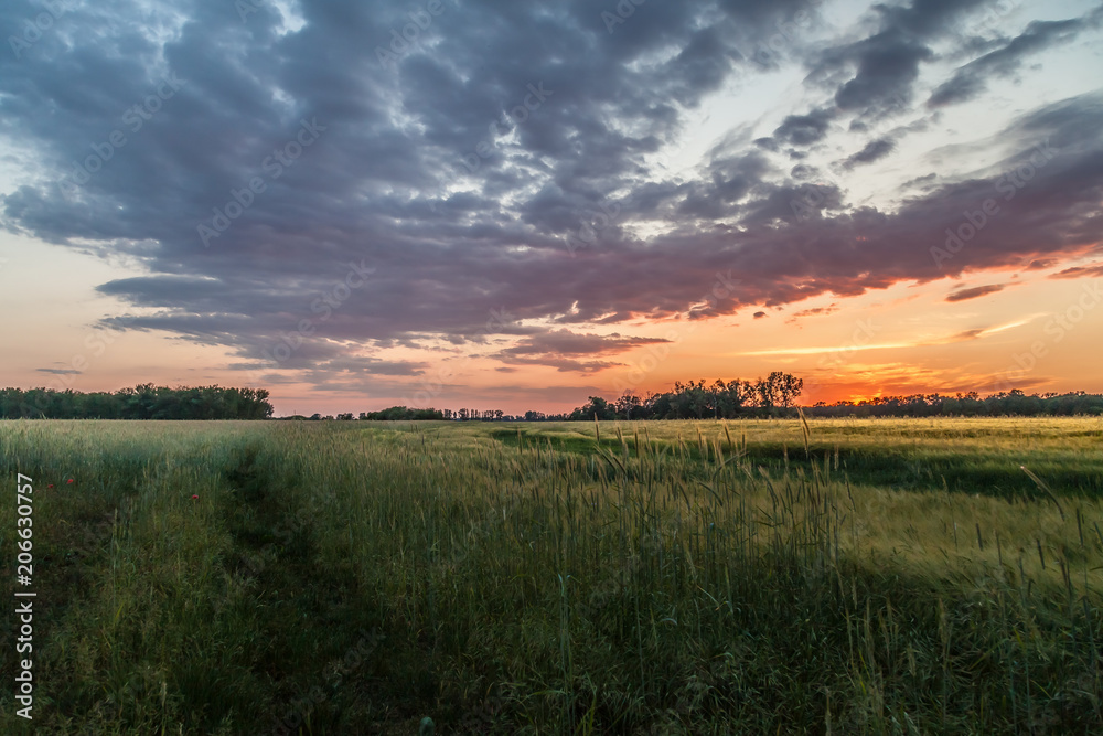 Grandioser Sonnenuntergang über einem Getreidefeld im Havelland (Brandenburg)