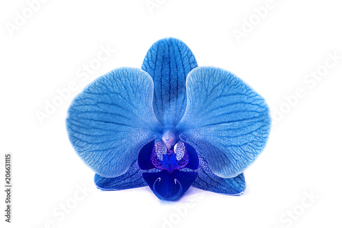beautiful blue Orchid without background, bright blue Orchid flowers on a white background.