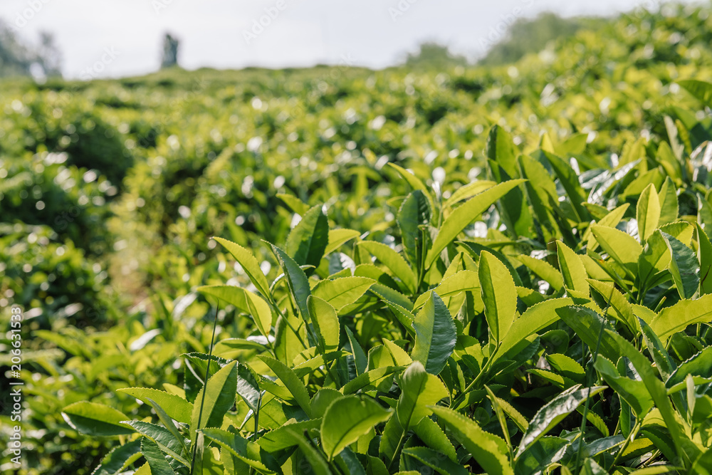 Fototapeta premium Tea Leaves in The Tea Plantations