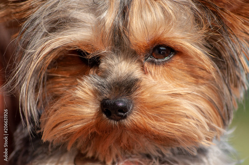 Cute Yorkshire Terrier Dog