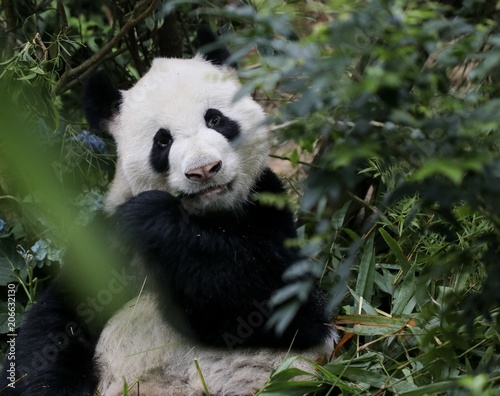 Fototapeta Naklejka Na Ścianę i Meble -  Panda eating bambo
