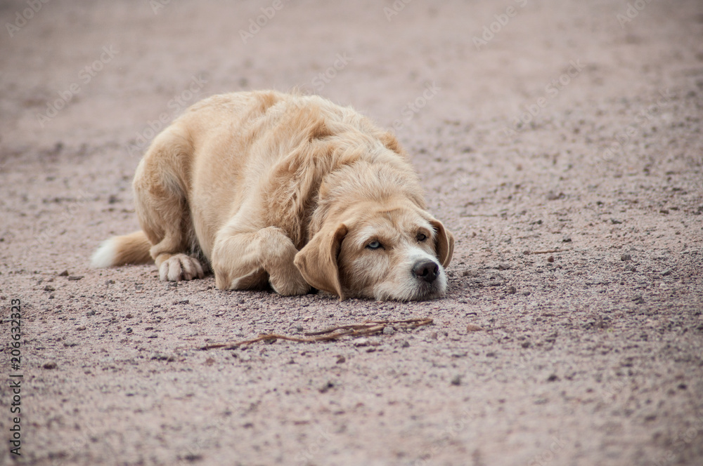 portrait of brown stray dog lying in the street looking another dog portrait of brown stray dog lying in the street looking another dog