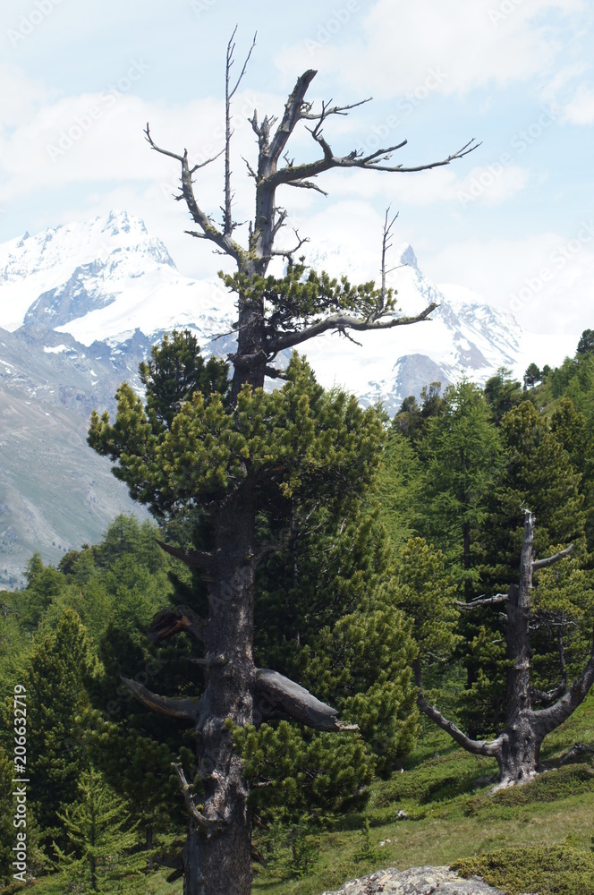 Fototapeta premium Half dead tree