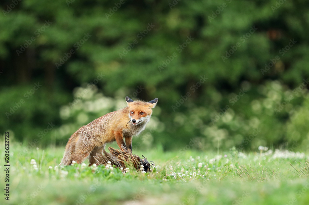 Red fox quarded prey on meadow - Vulpes vulpes Red fox quarded prey on meadow - Vulpes vulpes