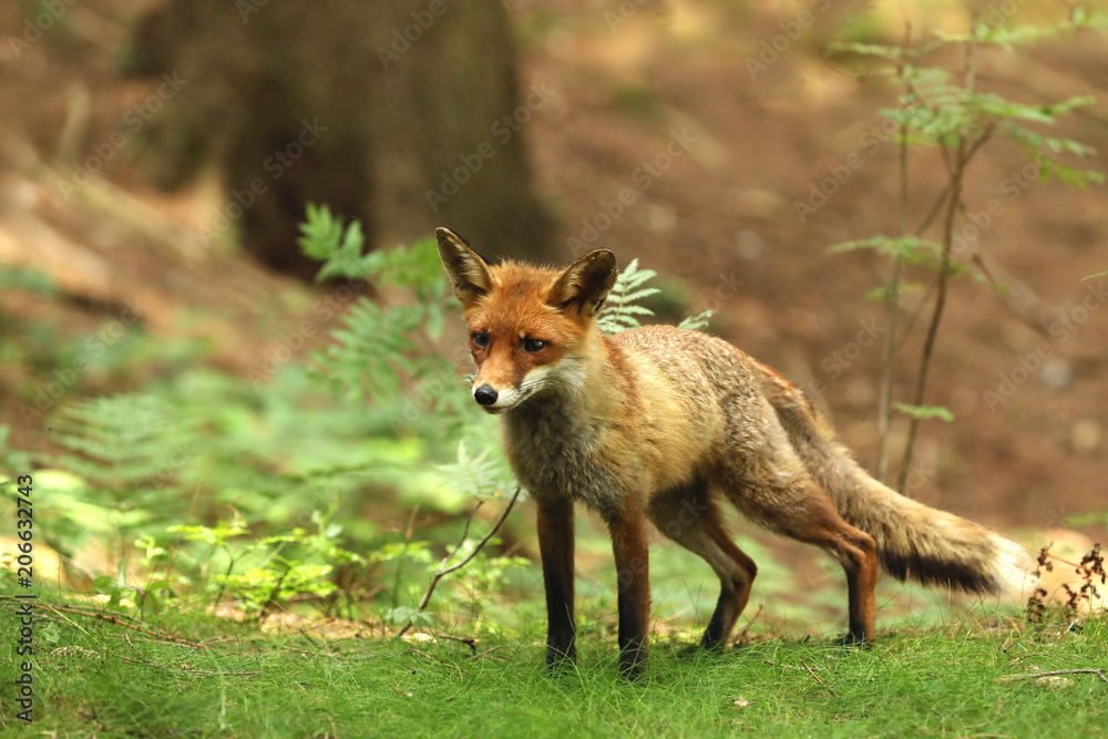 Adult red fox male in forest - Vulpes Vulpes