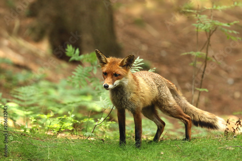 Adult red fox male in forest - Vulpes Vulpes © sci