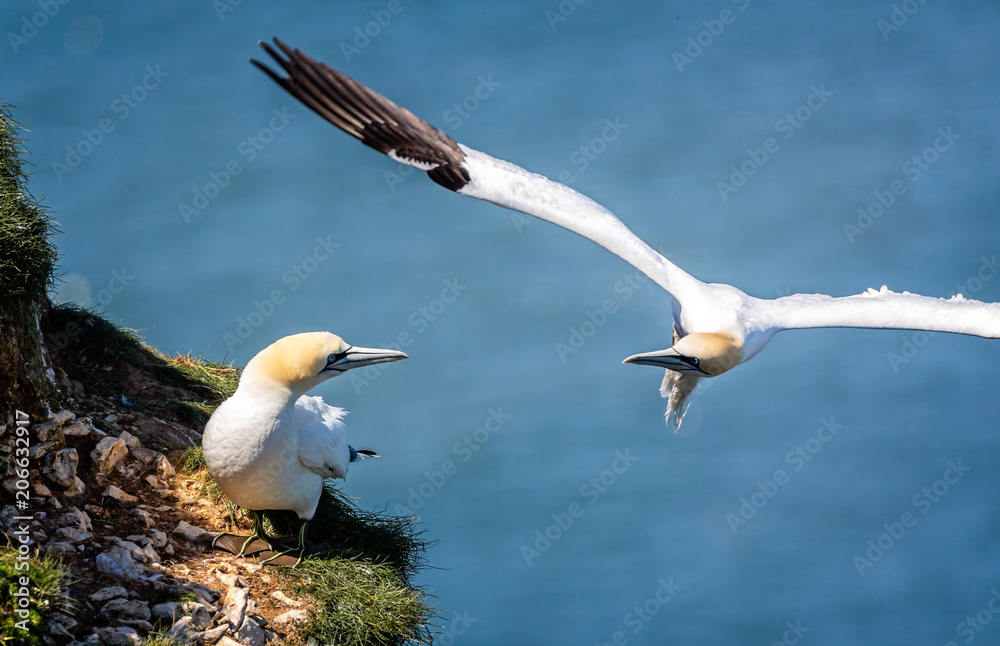 Airborne gannet stares at gannet on cliff edge - close up Airborne gannet stares at gannet on cliff edge - close up