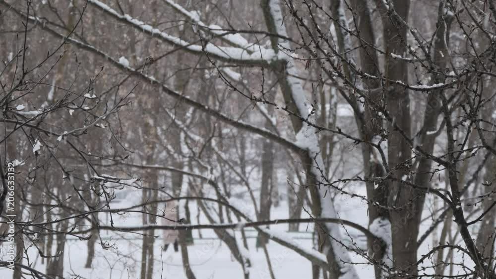 Snow Falls On Trees In The City Snow Falls On Trees In The City