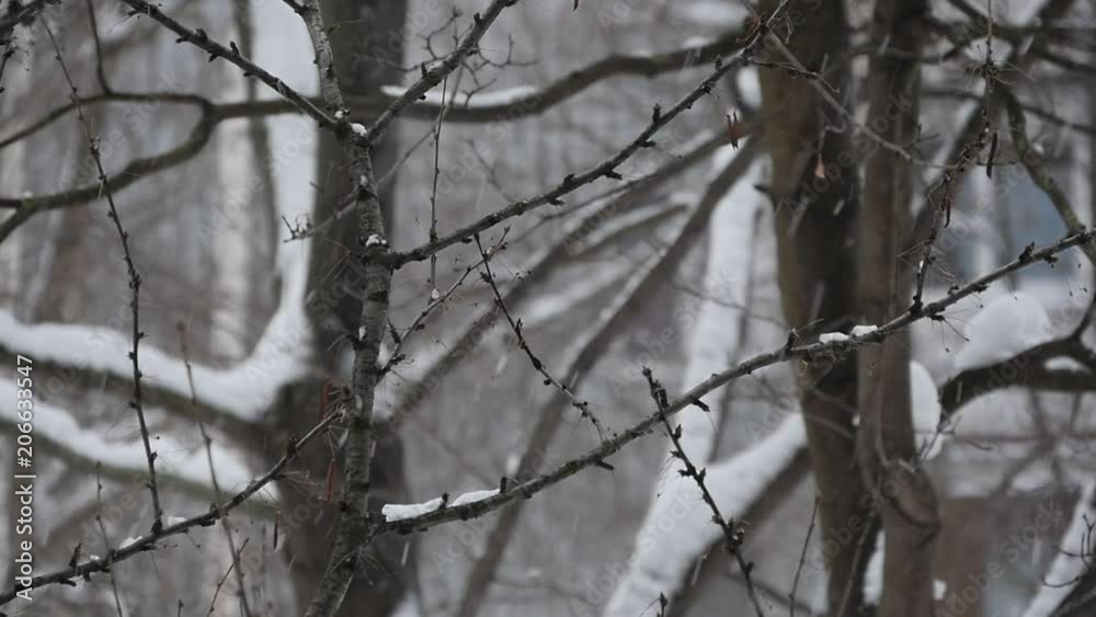 Snow Falls On Branches Of Trees In The City Slowmotion Snow Falls On Branches Of Trees In The City Slowmotion