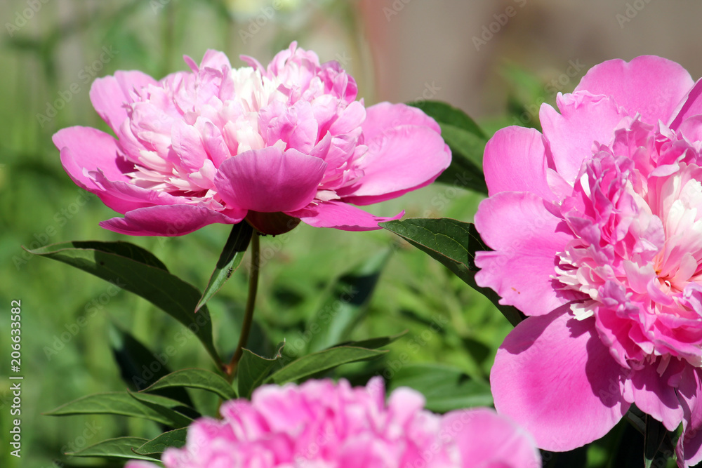 Pink common garden peony flower on blurry green background