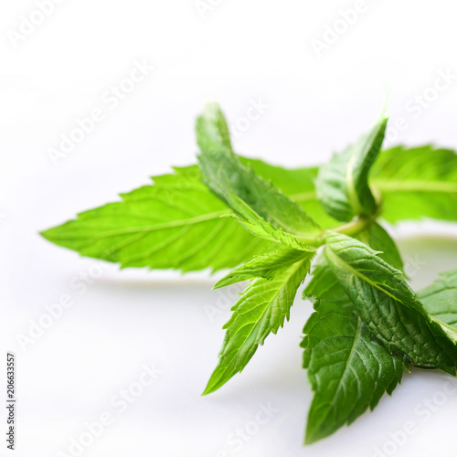 Fresh green mint leaves 
