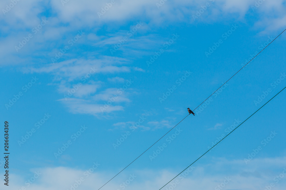 Kråka sitter på elledningar