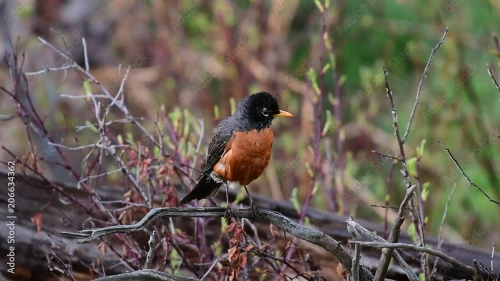An American Robin Preening, Cleaning, and Drying itself An American Robin Preening, Cleaning, and Drying itself