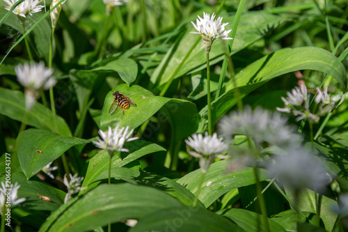 Blomfluga på blad av ramslök photo