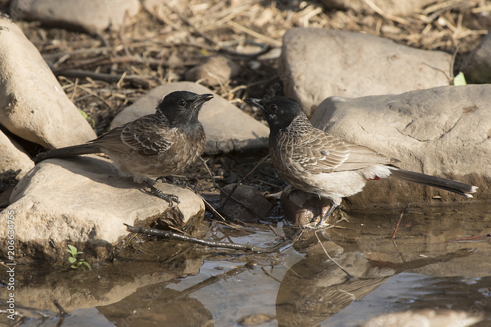 Fototapeta premium two Red-vented Bulbul that sit on the edge of the pond and drink water