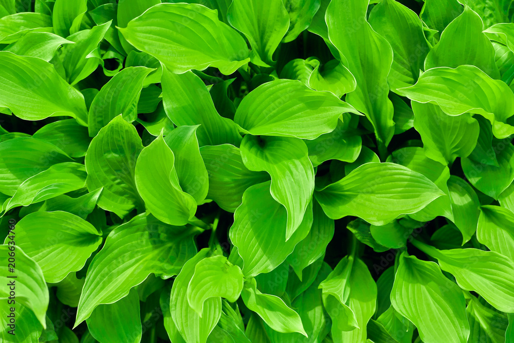 texture of green leaves texture of green leaves