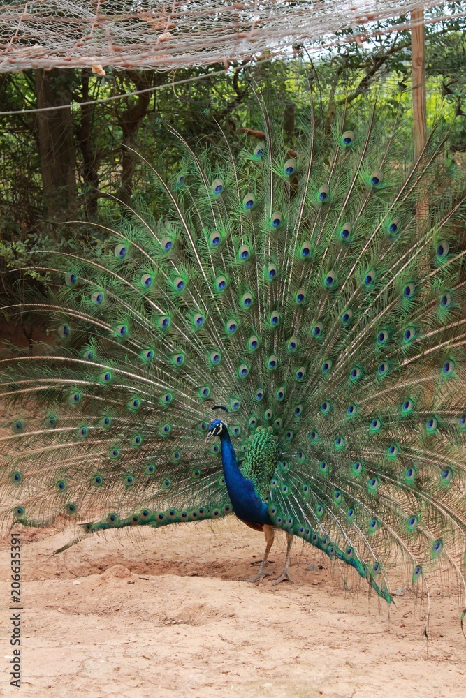 Obraz premium Peacock with open tail on a farm