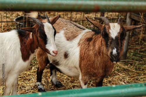 Goats on a farm in Portugal