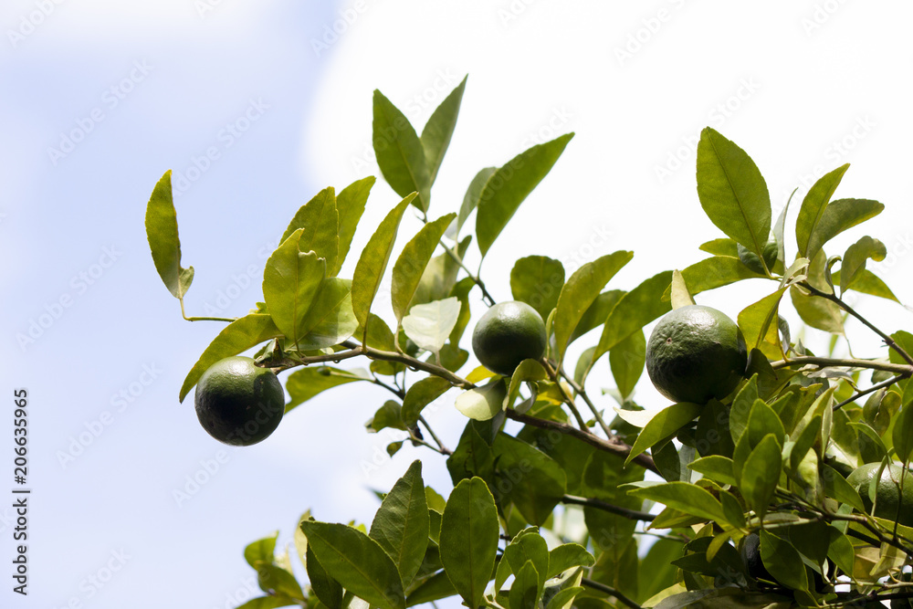 Lemon on tree, Nature of sour fruit,Elements for delicious food. Lemon on tree, Nature of sour fruit,Elements for delicious food.