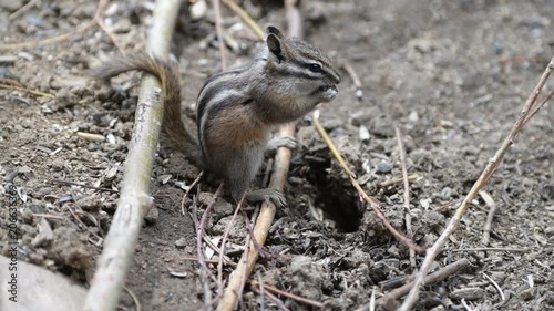 A Cute Least Chipmunk Eating and Digging  photo