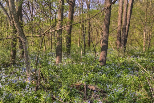 Carley State Park is a Rural area northwest of Rochester, Minnesota with Bluebells in late Spring photo