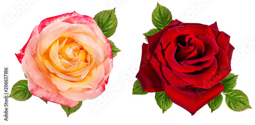 rose isolated on white background © ilietus