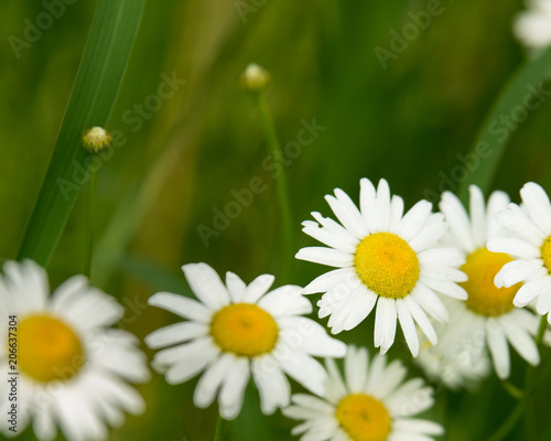 Fototapeta Naklejka Na Ścianę i Meble -  Daisy flower (bellis perennis) with green natural background ideal for greeting card, screen saver, cell phone screens. Selected focus, narrow depth of field