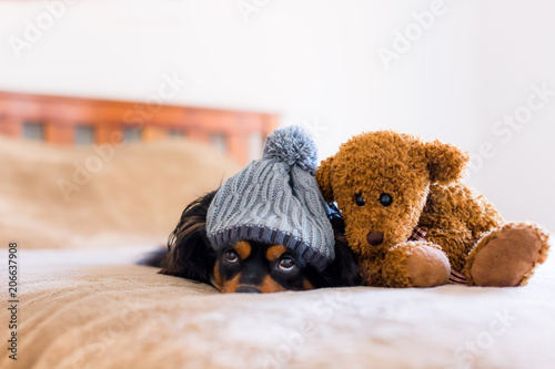 Small dog on a bed with a teddy bear