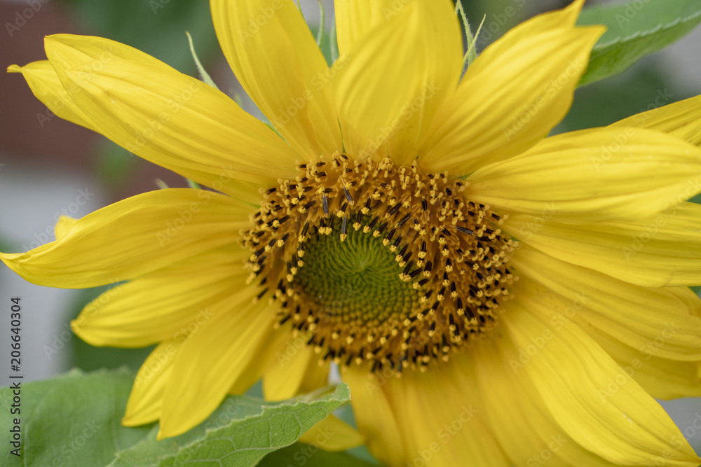 sunflower, flowers, floral, garden sunflower, flowers, floral, garden