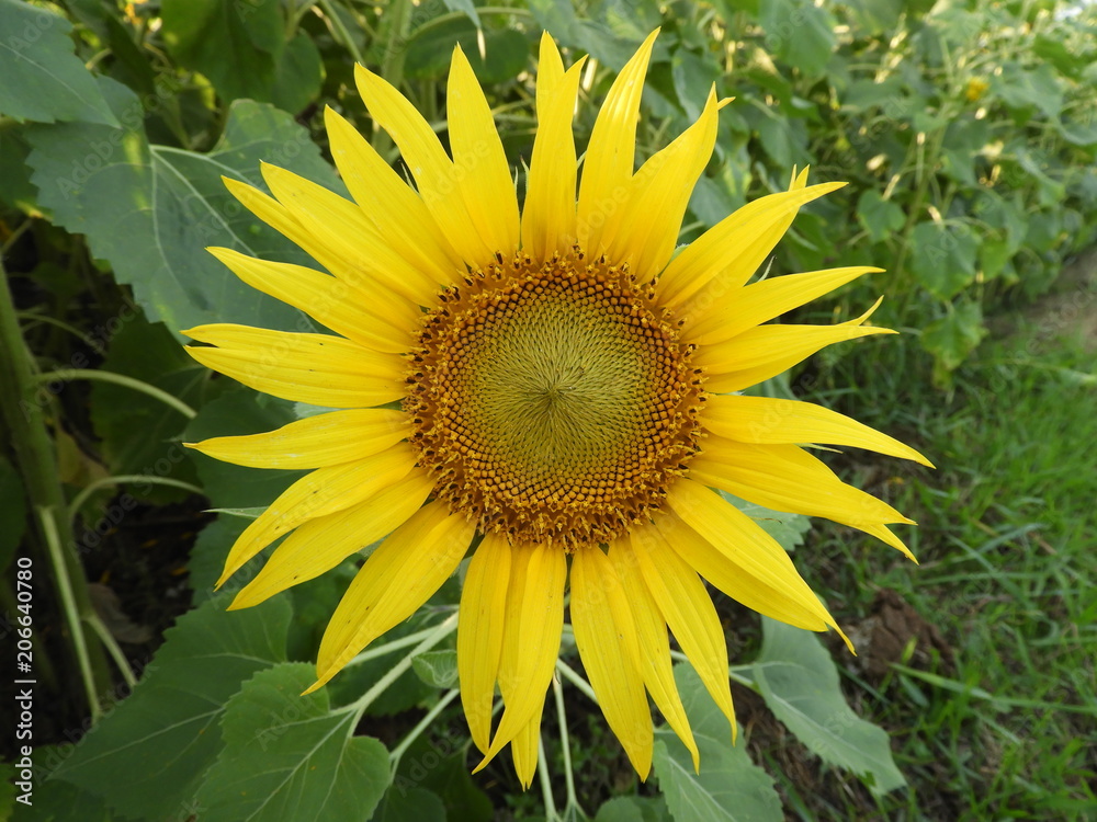 Obraz premium sunflower also called as Helianthus annuus