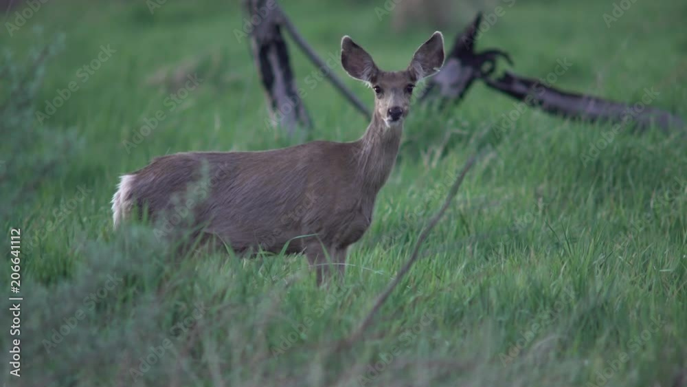 Mule Deer Doe on Alert Smelling and Watching While Walking Mule Deer Doe on Alert Smelling and Watching While Walking