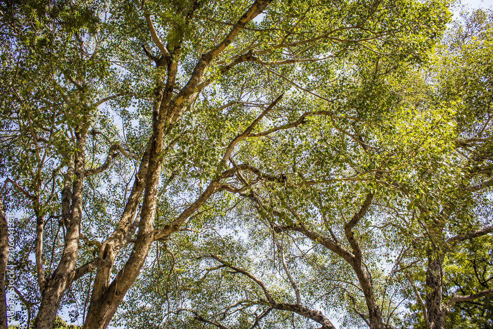 Beautiful Trees with Tangled Branches and Fresh Green Leaves Blooming Outside of the Qutb Shahi Tombs in Hyderabad, India Beautiful Trees with Tangled Branches and Fresh Green Leaves Blooming Outside of the Qutb Shahi Tombs in Hyderabad, India