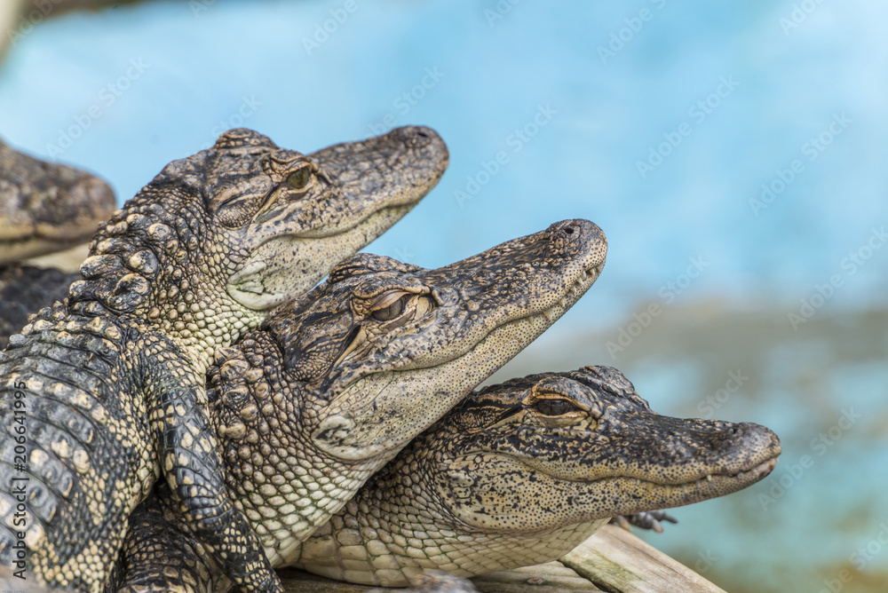 Naklejka premium American alligator (Alligator mississippiensis)