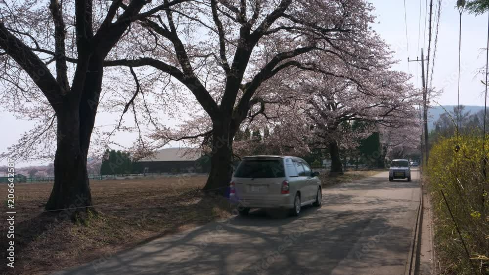 Cars passing by cherry trees in the countryside of Japan Cars passing by cherry trees in the countryside of Japan